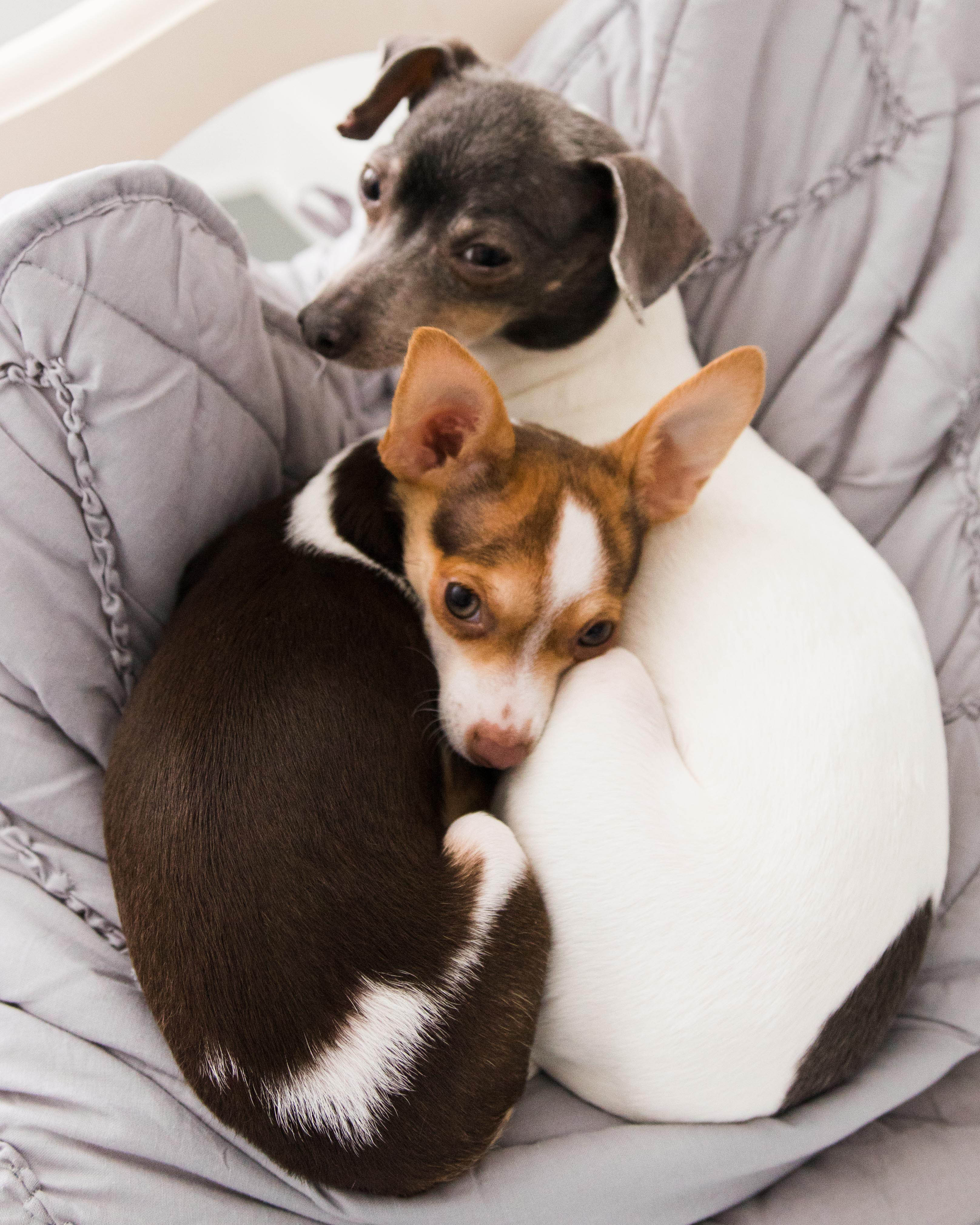cuddling rat terriers