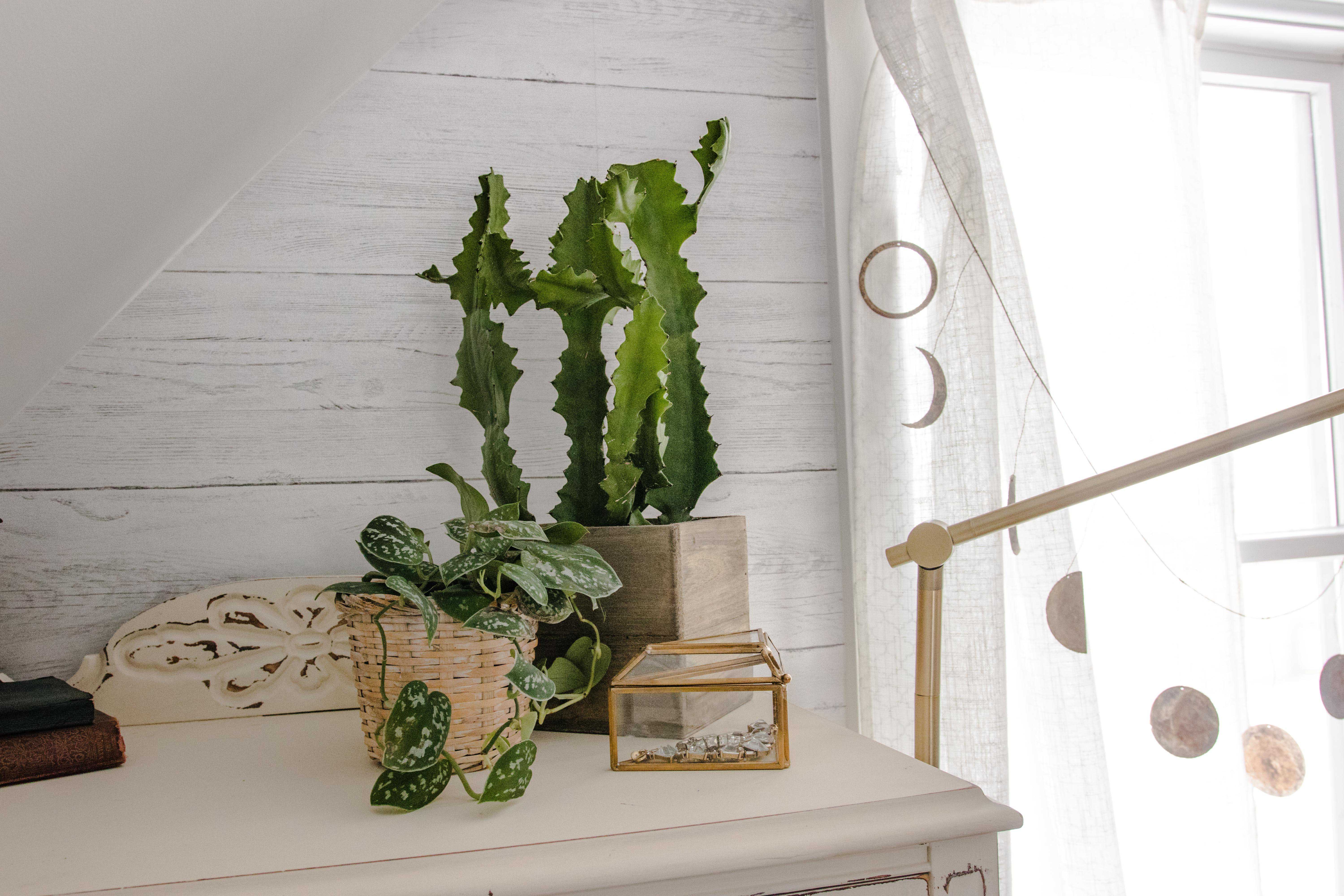 cactus and ivy on a white dresser